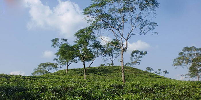Tea-Garden